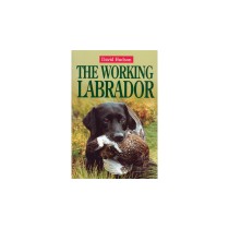 Working Labrador by David Hudson